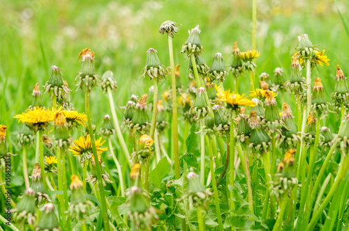 Spring flowers beautiful dandelions in green grass. photo