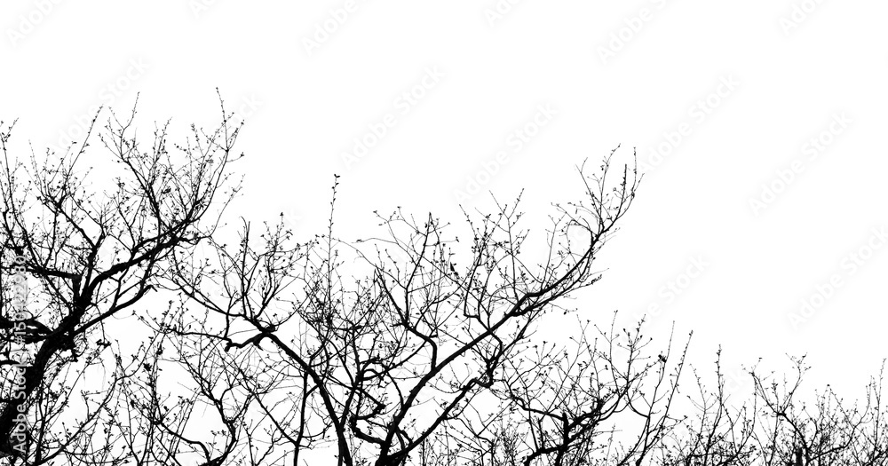 tree branch silhouette isolated on white background Stock Photo | Adobe ...