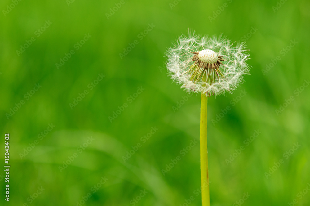 Fototapeta premium Spring flowers beautiful dandelions in green grass.