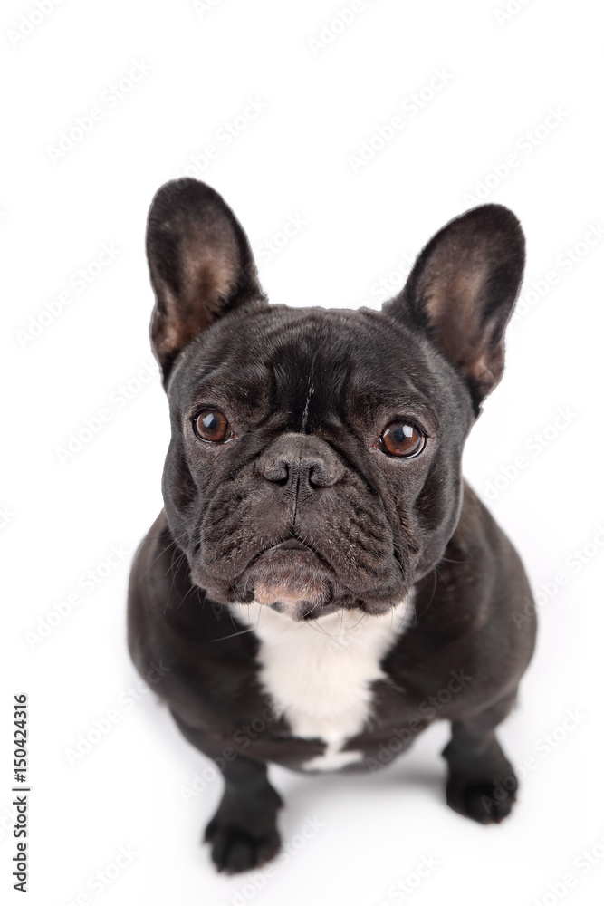 Black french bulldog on white background