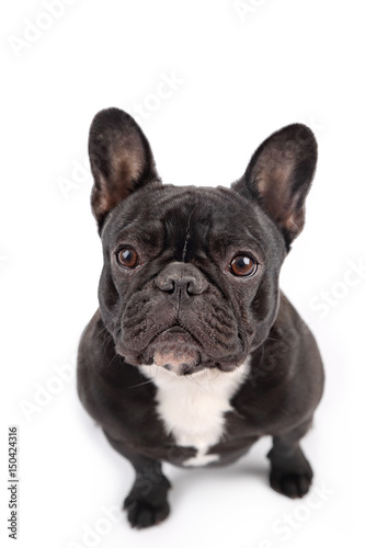 Black french bulldog on white background