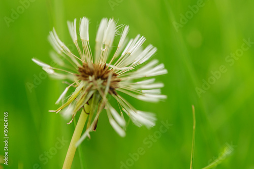 Spring flowers beautiful dandelions in green grass. photo