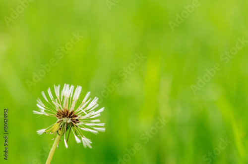 Spring flowers beautiful dandelions in green grass. photo