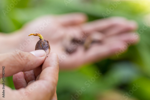 Cocoa seed sprouting in hand background