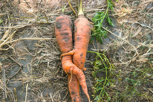 Couple of carrots over stump