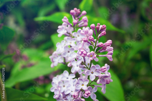 Beautiful branch of blooming lilac close-up.