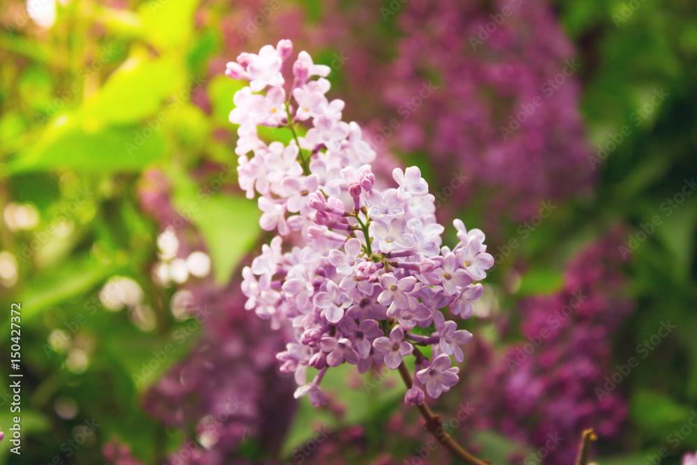 Beautiful branch of blooming lilac close-up.