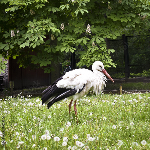 Foto Close up of a stork in spring
