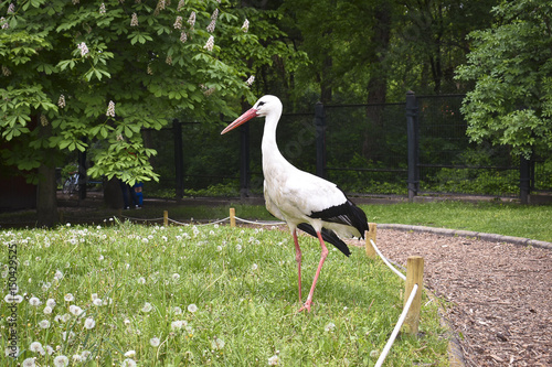 Bild auf Leinwand Close up of a stork in spring