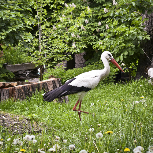 Foto Close up of a stork in spring
