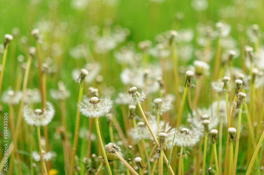 Spring flowers beautiful dandelions in green grass. Spring flowers beautiful dandelions in green grass.