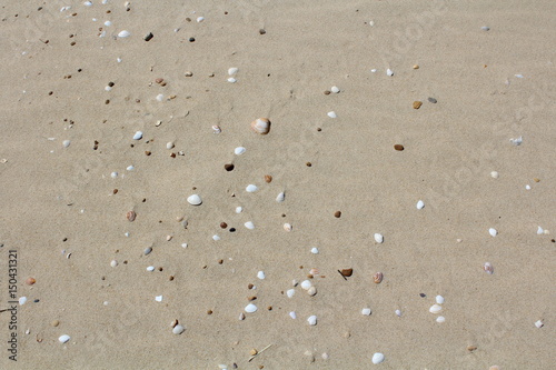 sand beach with shells