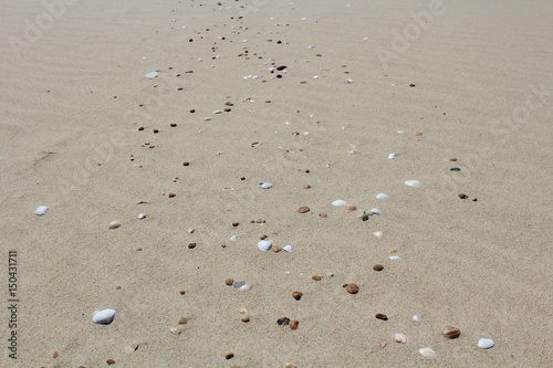sand beach with shells