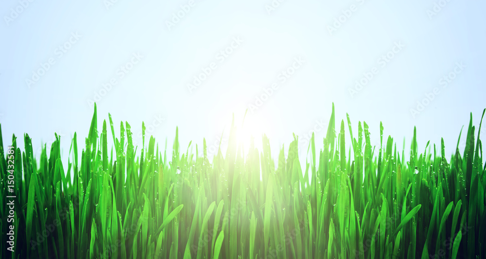 Obraz premium grass