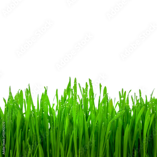 sprouts of green wheat grass on white background