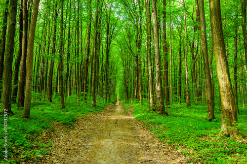 spring forest trees