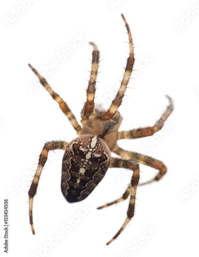 Cross Spider isolated on white background