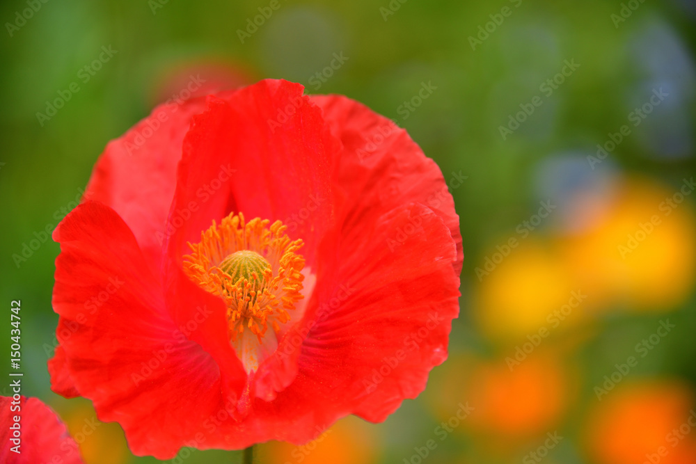 poppy poppy