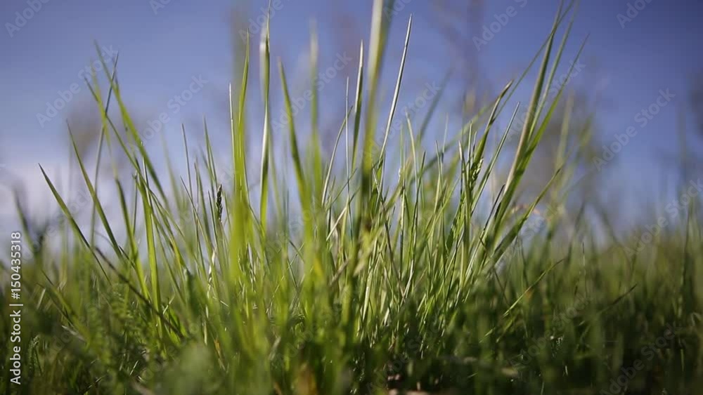 Grass moving in the wind Grass moving in the wind