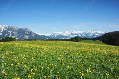 Frühling mit Blumenwiese und Schnee auf Bergen in den Alpen, Bayern