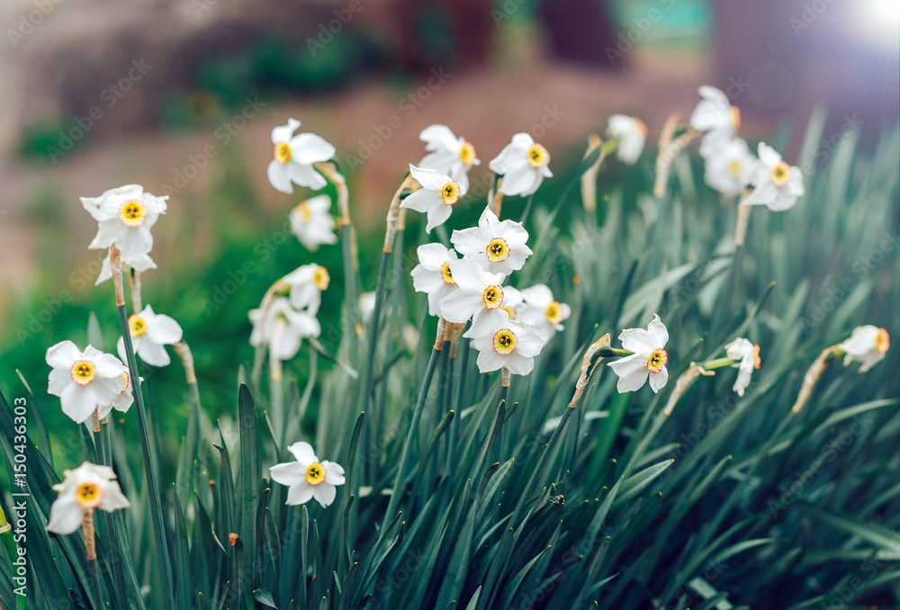 The white flowers are large daffodils in your area The white flowers are large daffodils in your area