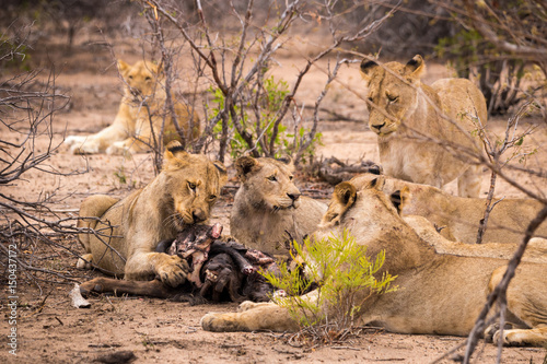 Pride of Lions with Prey in Savannah, Kruger Park, South Africa, Africa