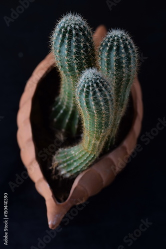 Cactus in a heart shaped ceramic pot