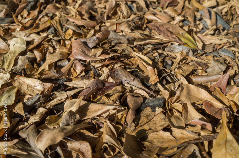 dry leaves on the ground dry leaves on the ground