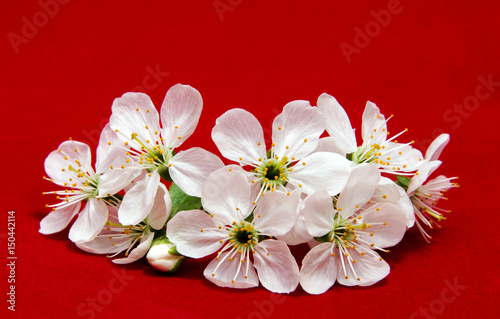 Fototapeta Naklejka Na Ścianę i Meble -  Spring Bloom cherry flower on red background