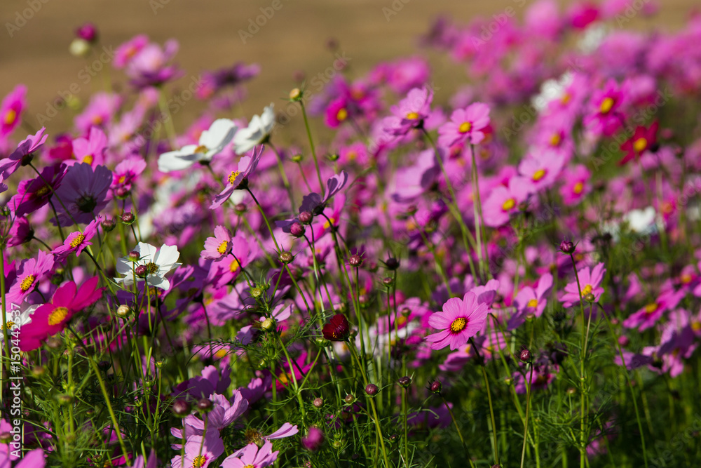 Beautiful pink flowers in the garden Beautiful pink flowers in the garden