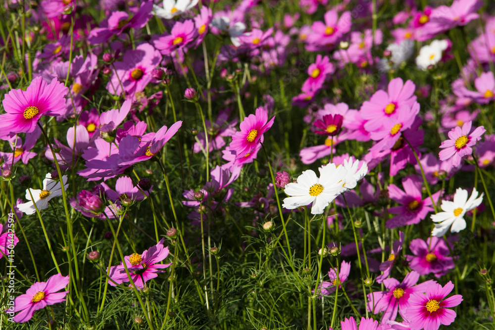 Beautiful pink flowers in the garden