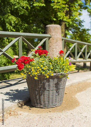Fototapeta Naklejka Na Ścianę i Meble -  Decorative basket with geranium flowers