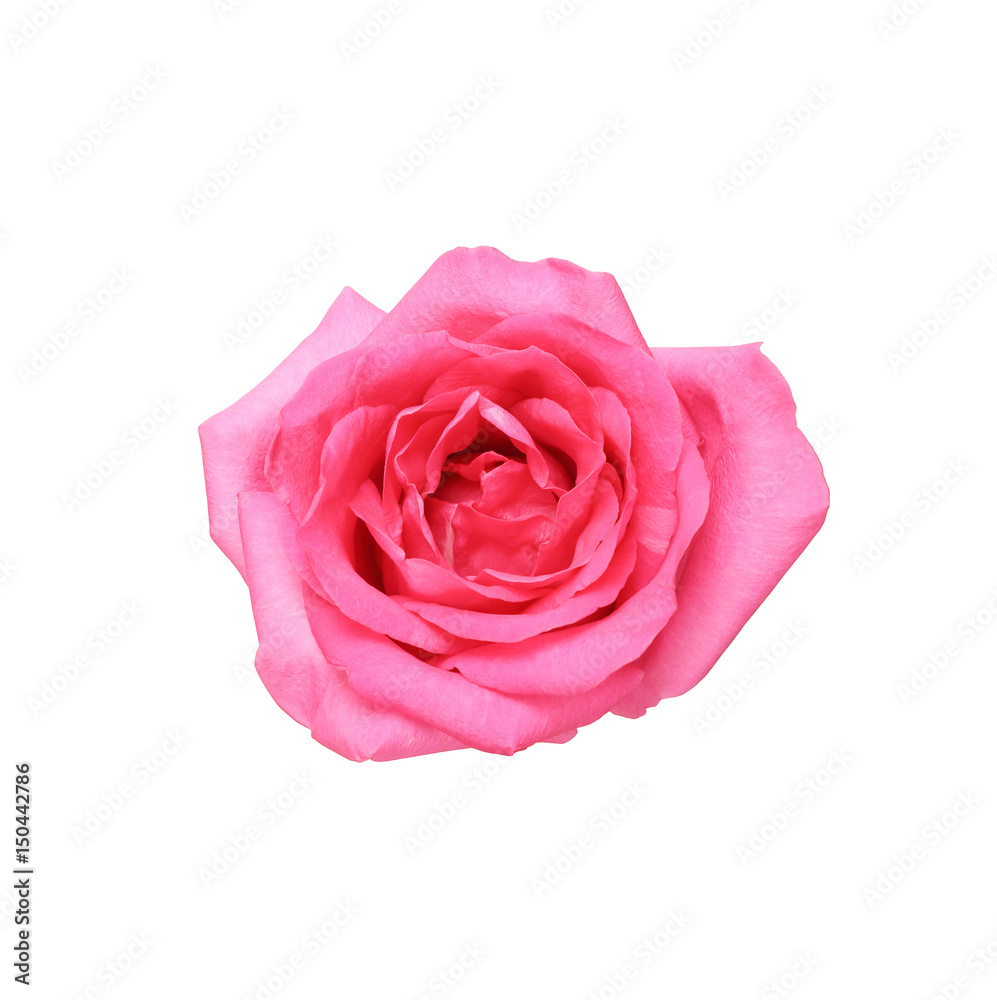 Beautiful pink rose isolated on white background Beautiful pink rose isolated on white background