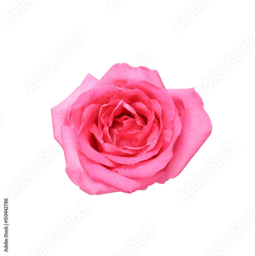 Beautiful pink rose isolated on white background