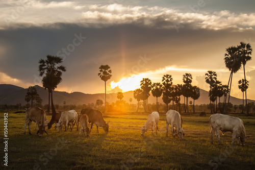 Cattle pasture and  sugar palm rural Thailand. © beerphotographer