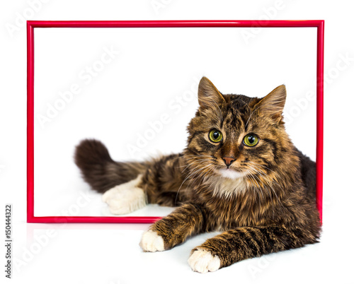 Young tabby cat lying in a red frame on a white background