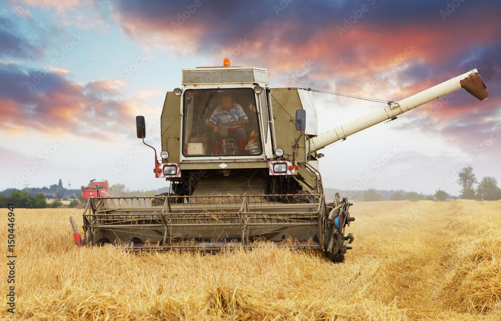 Fototapeta premium Combine harvester in Wheat field.