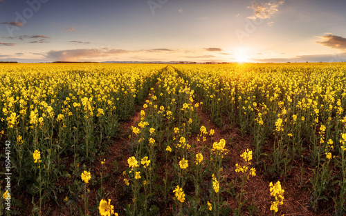 Sunset over canola field with path in Slovakia - panorama