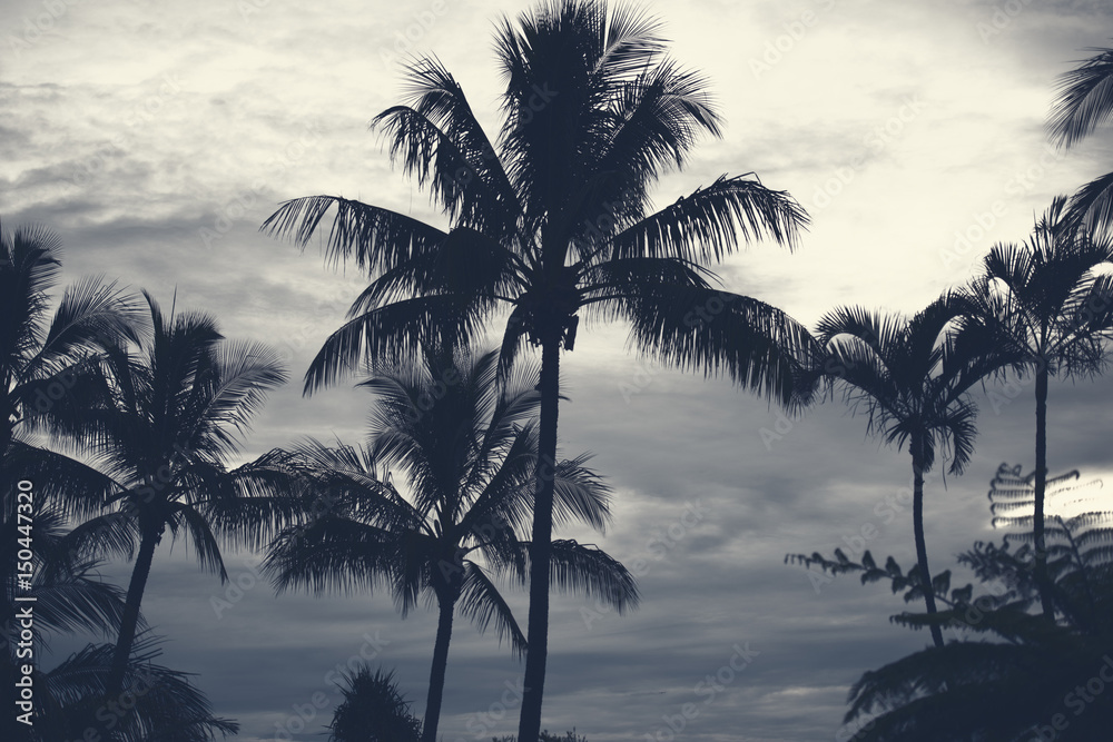 Fototapeta premium Palm trees silhouettes on the beach on a cloudy day.