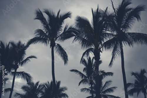 Palm trees silhouettes on the beach on a cloudy day.