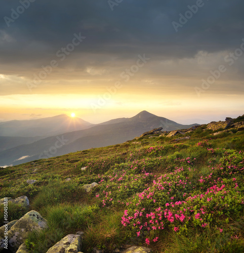 Flowers on the mountain field during sunrise. Beautiful natural landscape in the summer time