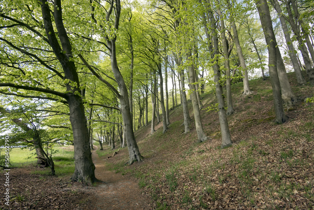 Springtime Danish beech forest