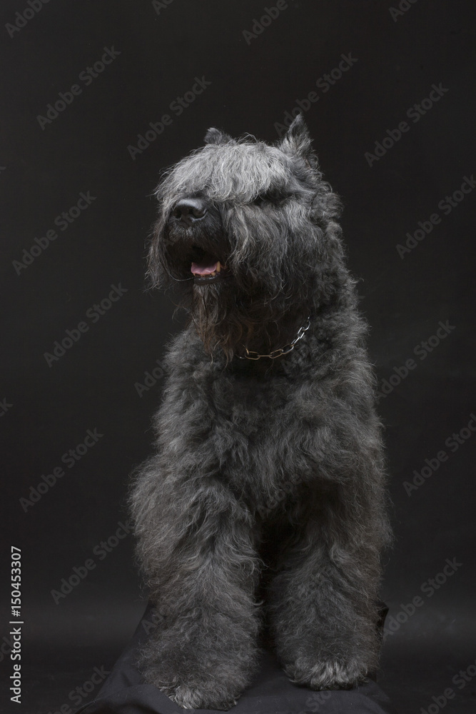 Riesenschnauzer  breed dog on a dark background