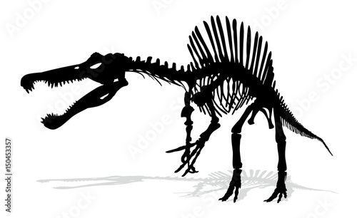Dinosaur skeleton.  © designer_an