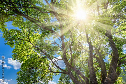 Stunning sun shining through a tree