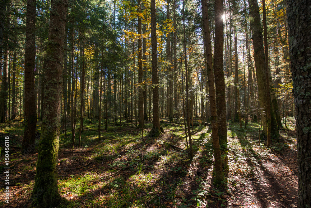Obraz premium Beautiful morning in misty autumn forest with sun rays