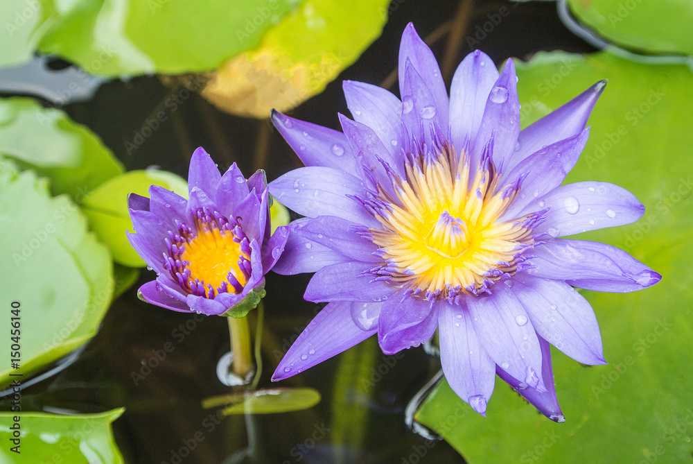 Lotus is a flower that familiar and favorable with Thai people from the past and a flower for Buddhism. Lotus is a flower that familiar and favorable with Thai people from the past and a flower for Buddhism.