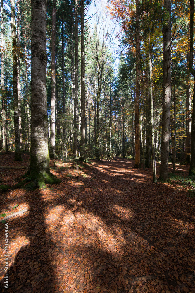 Fototapeta premium Beautiful morning in misty autumn forest with sun rays