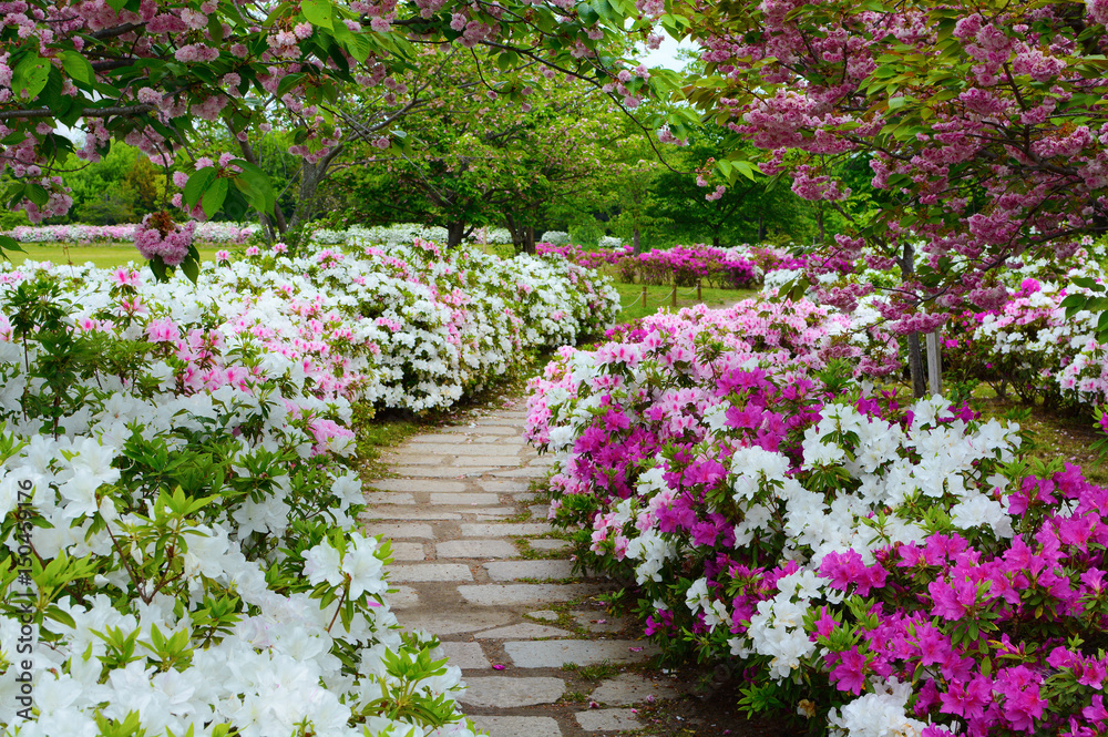 Peaceful stone walking path in a garden of spring azalea flowers and plum blossoms