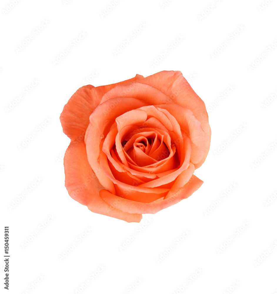 Fototapeta premium Beautiful Peach rose isolated on white background